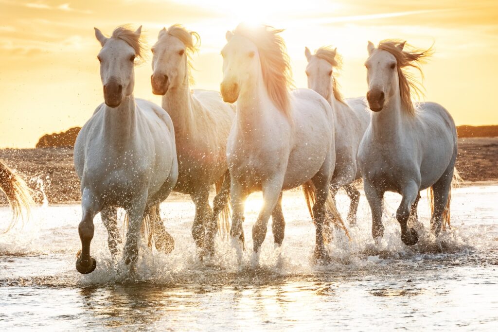 Camarguepaarden bij de kust in Spanje